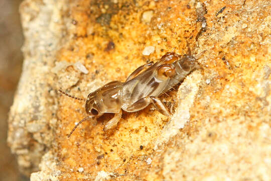 Image of Larger Pygmy Mole Grasshopper