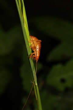 Image of Camptonotus