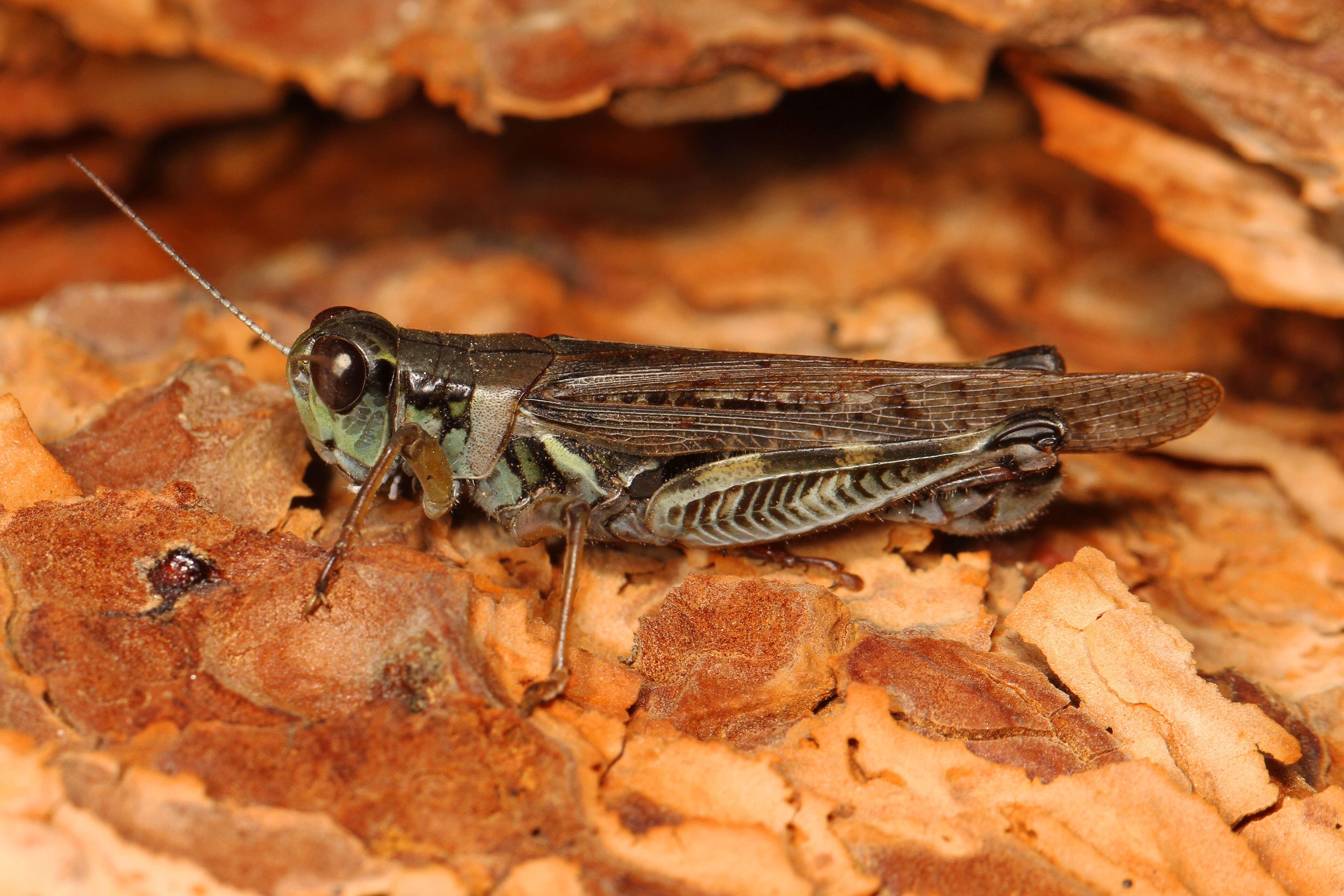 Image of Migratory Grasshopper