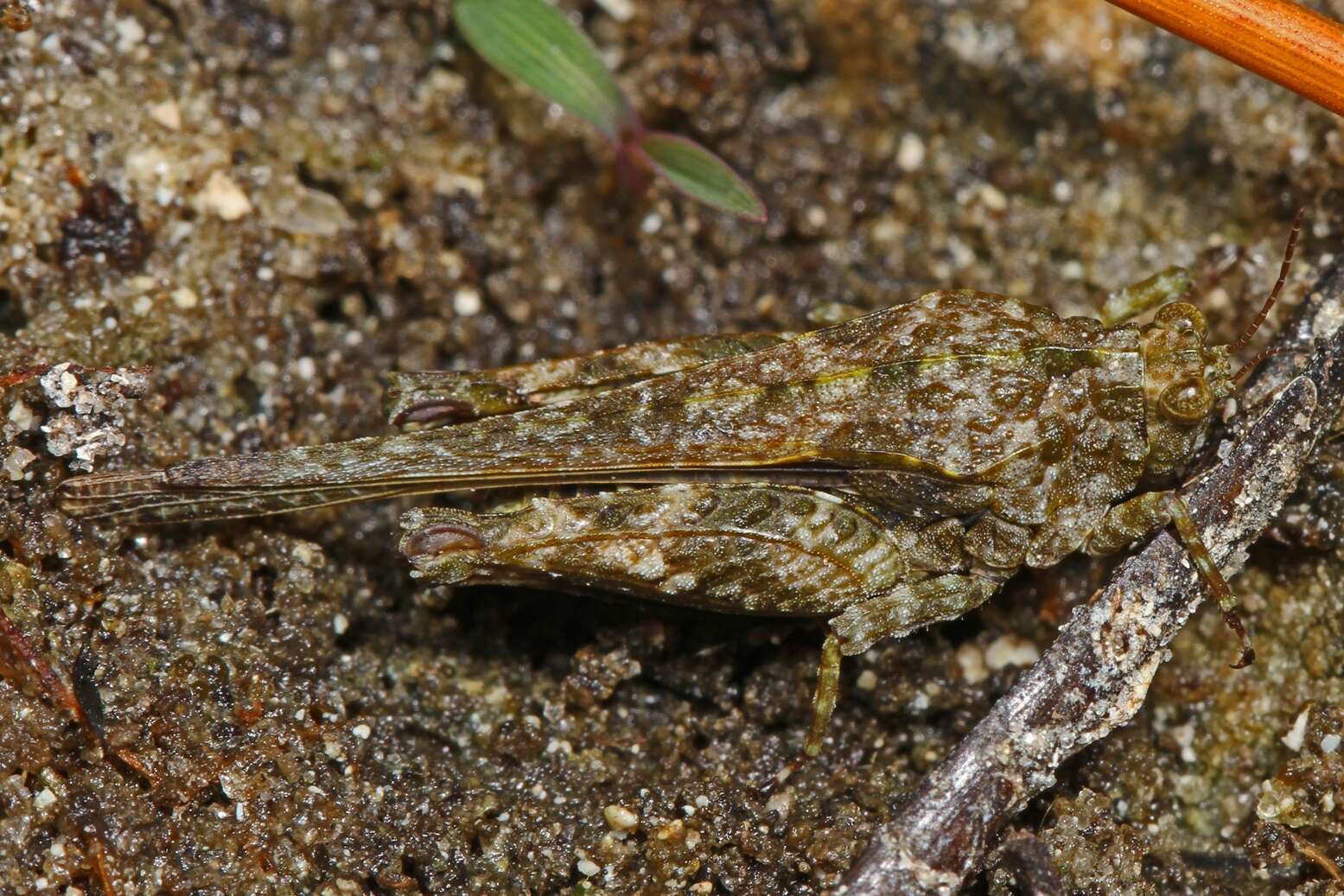 Image of Mexican Pygmy Grasshopper