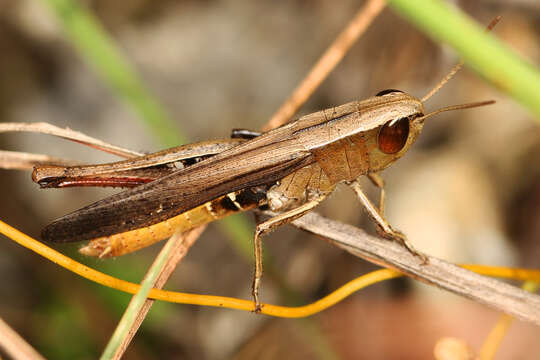 Image of Brown Winter Grasshopper