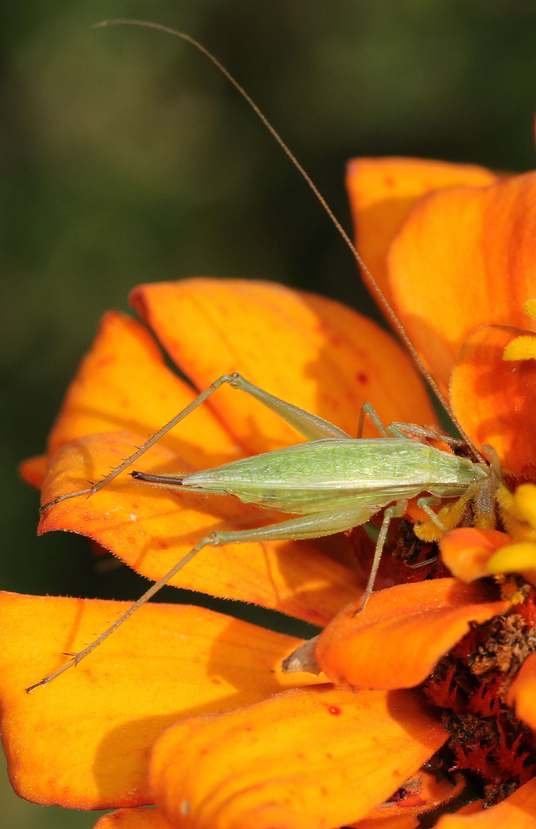 Image of Four-spotted Tree Cricket