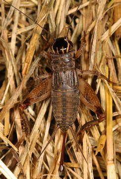 Image of Striped Crickets