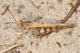 Image of Longhorn Band-wing Grasshopper