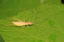 Image de Oecanthus latipennis Riley & C. V. 1881