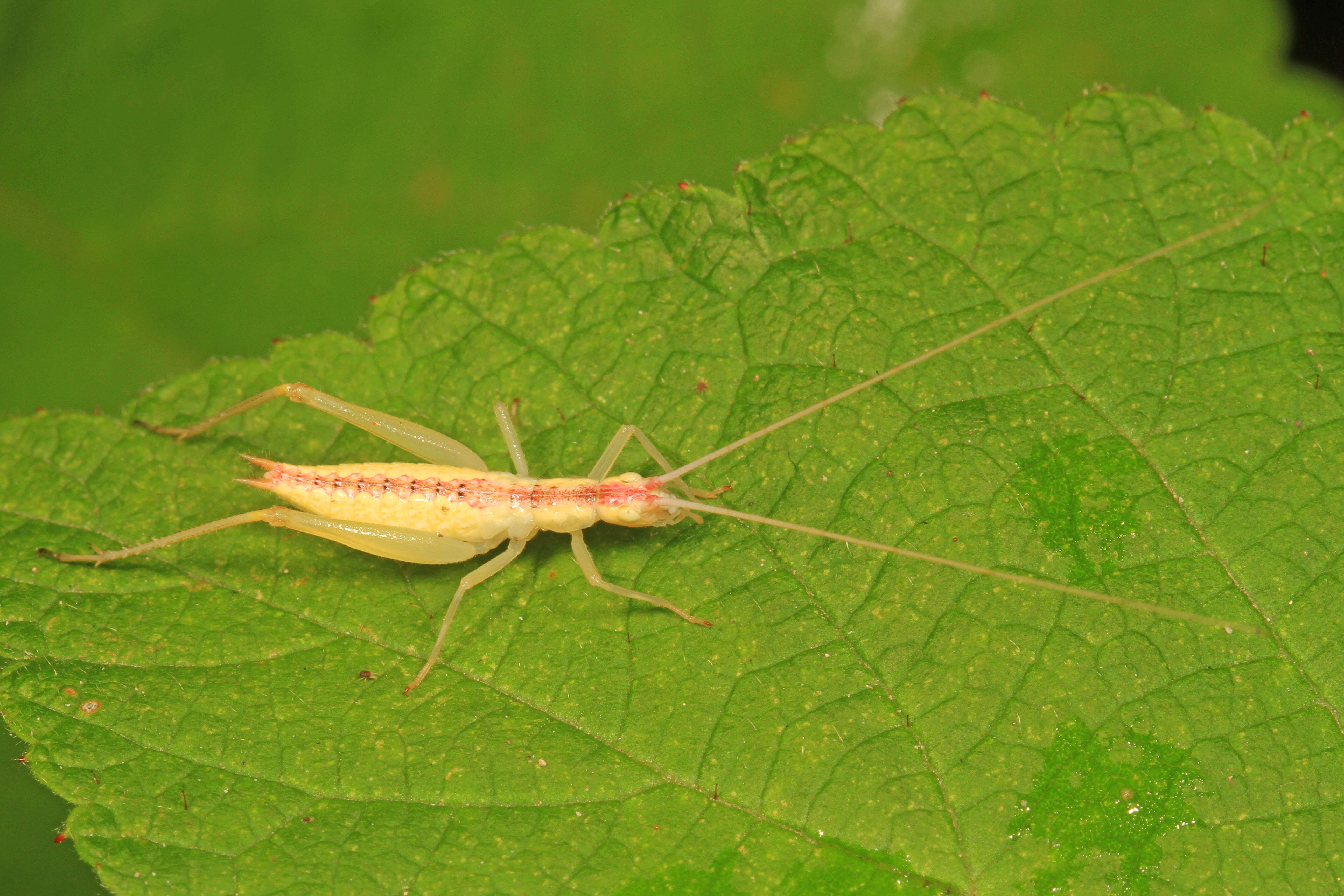 Image de Oecanthus latipennis Riley & C. V. 1881