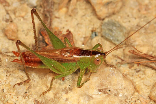 Image of Short-winged Meadow Katydid