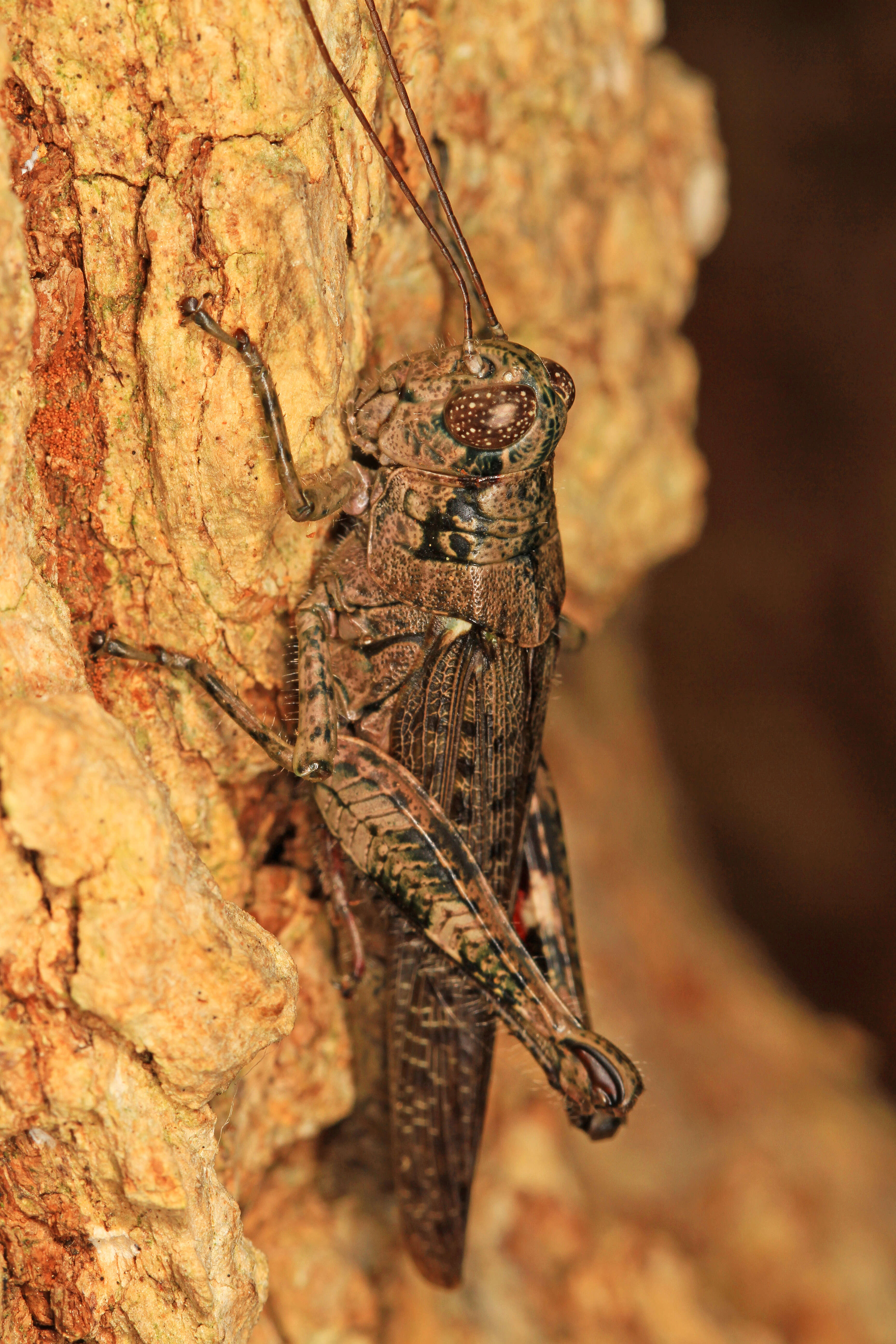 Image of Pine Tree Spur-throat Grasshopper