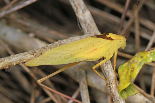 Image of Round-headed Katydids