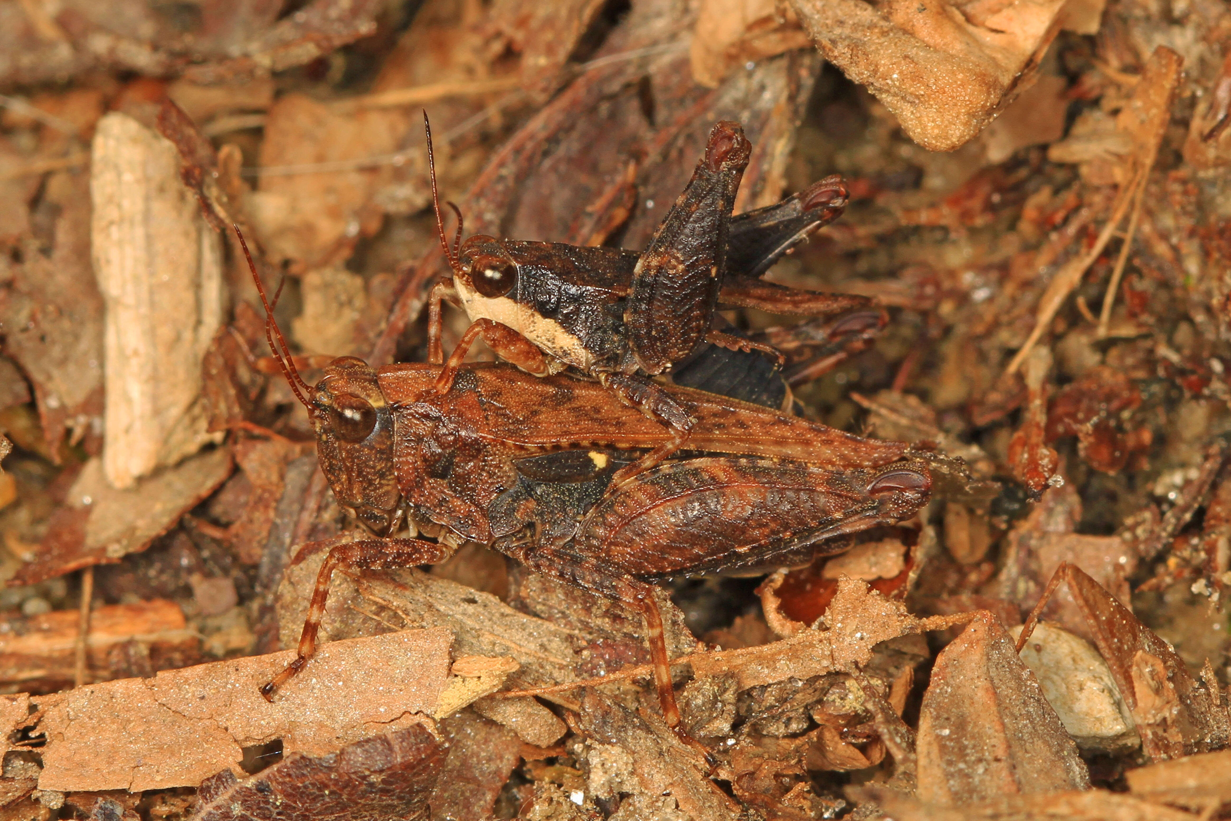 Image of Black-sided Pygmy Grasshopper