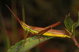 Image de Mermiria picta (Walker & F. 1870)