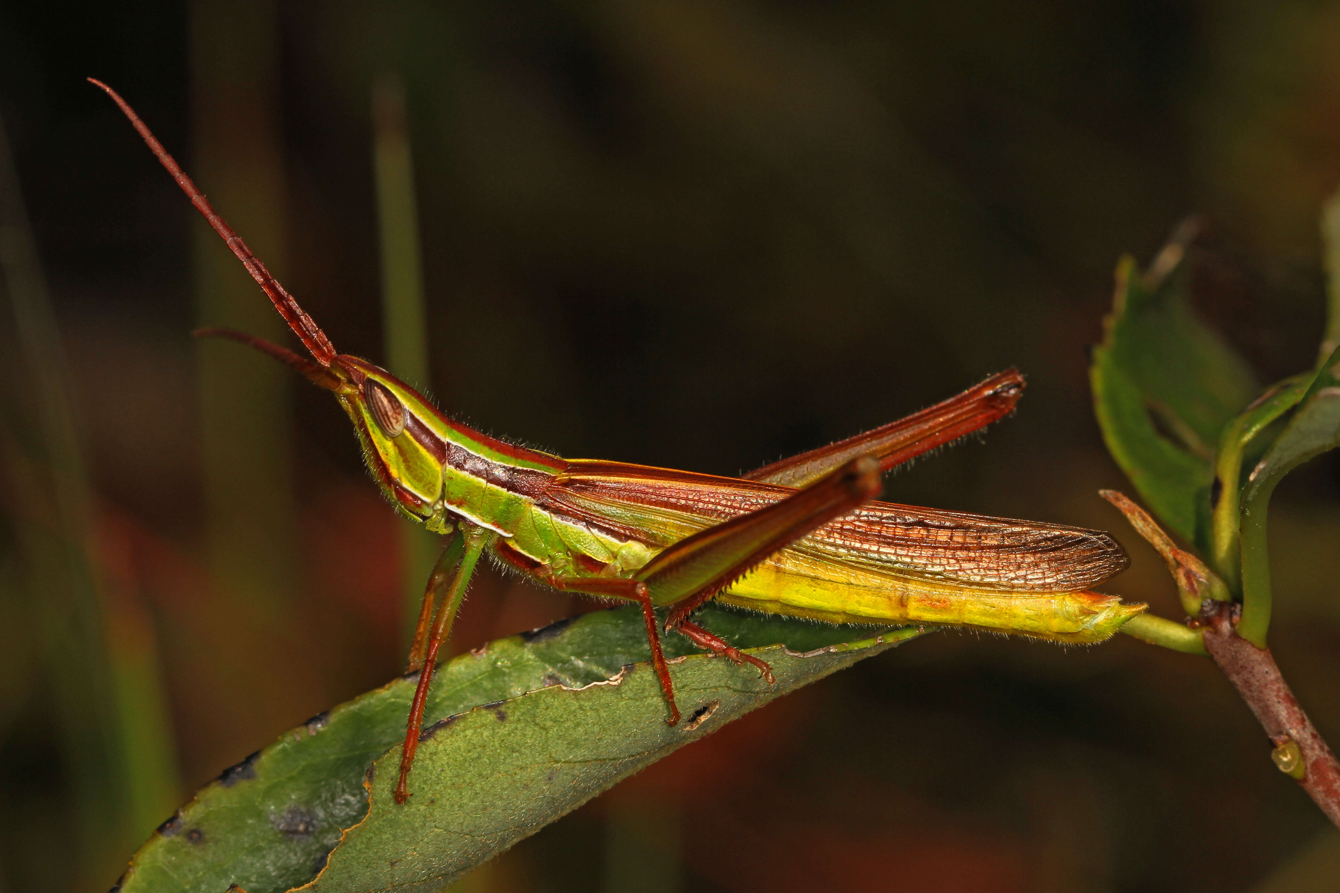 Image de Mermiria picta (Walker & F. 1870)