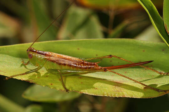 Image of Short-winged Meadow Katydid