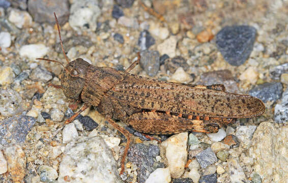 Image of Red-winged Grasshopper