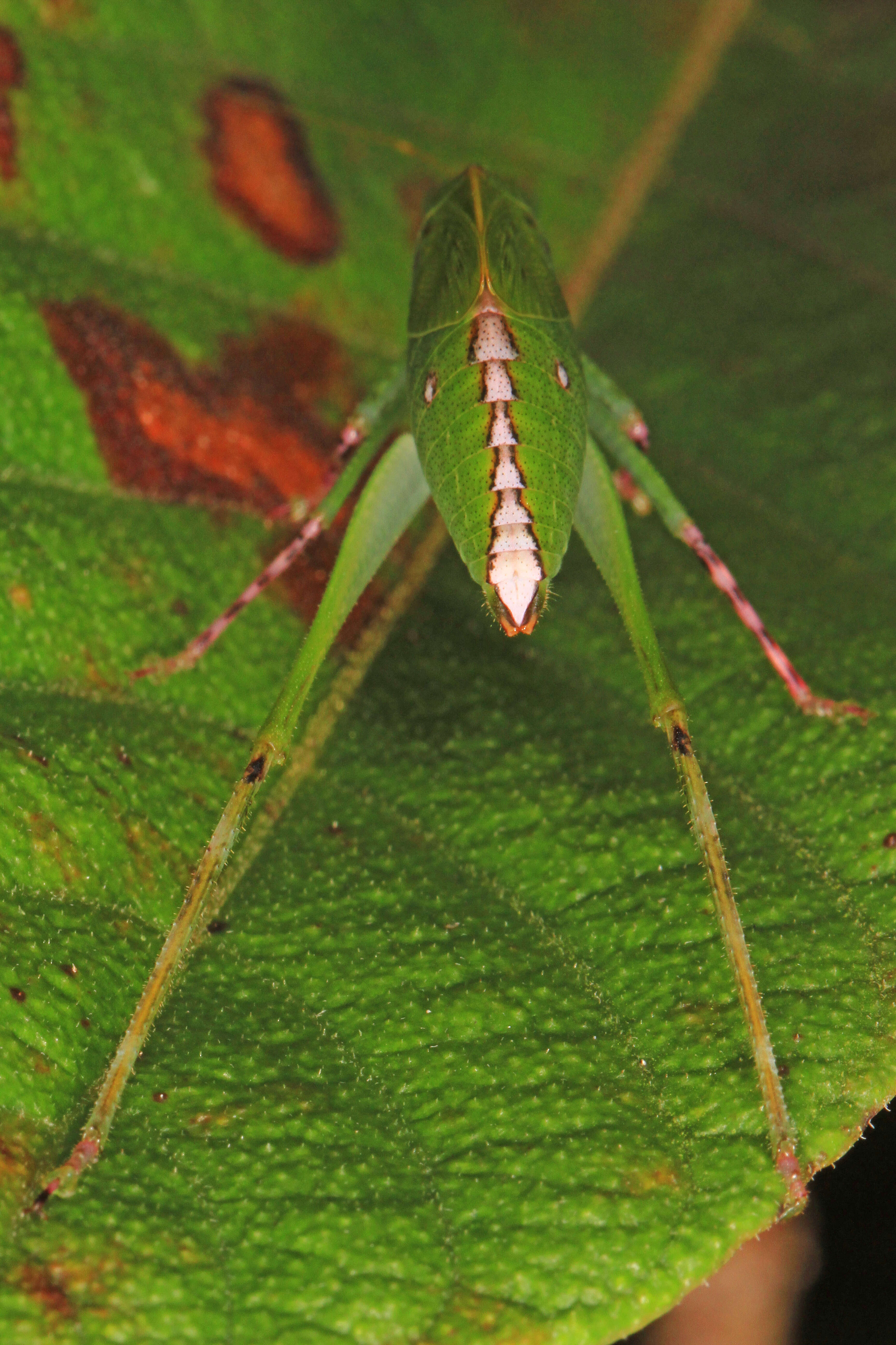 Image of Lesser Angle-winged Katydid