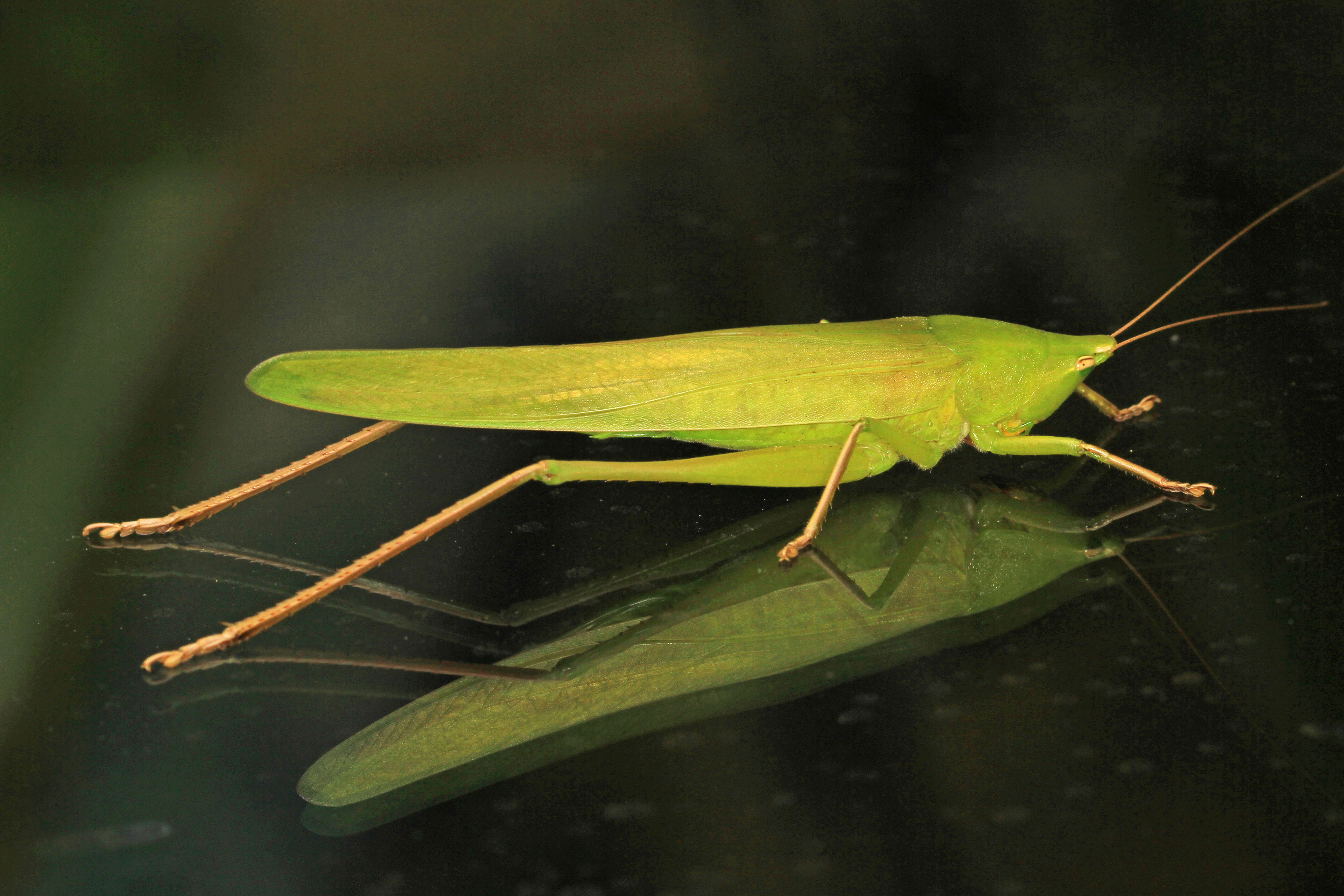 Image of Broad-tipped Conehead