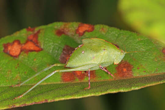 Image of Lesser Angle-winged Katydid