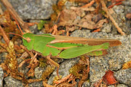 Image of Green-striped Grasshopper