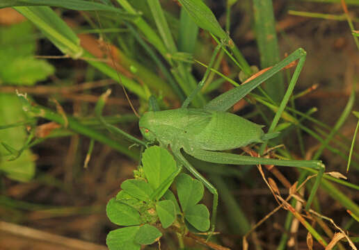 Image de Amblycorypha