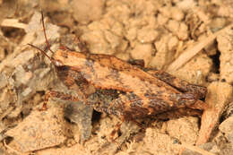 Image of Black-sided Pygmy Grasshopper