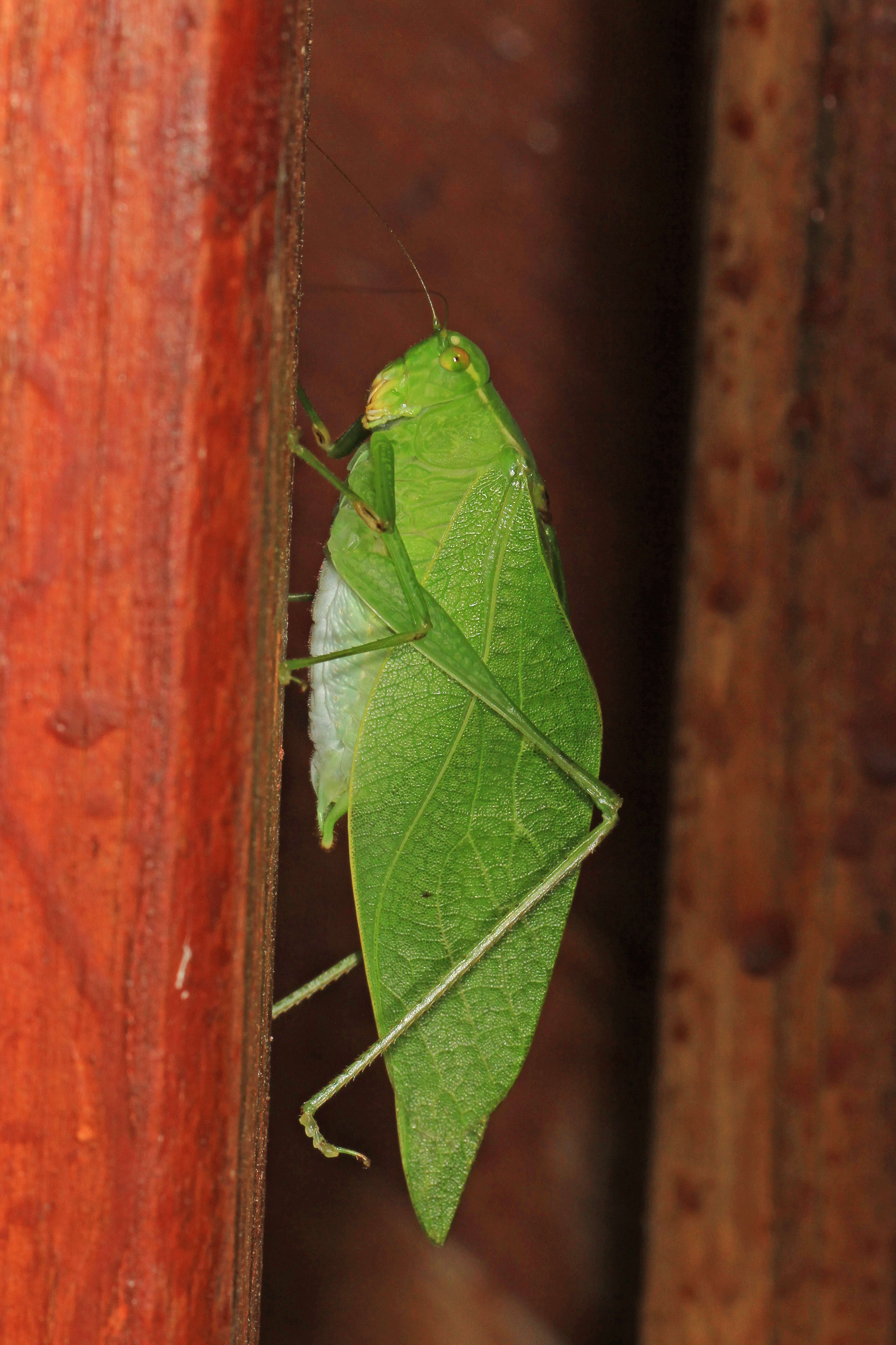 Image of Lesser Angle-winged Katydid