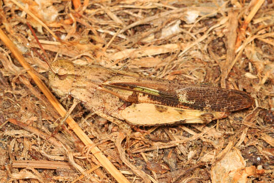 Image of Green-striped Grasshopper