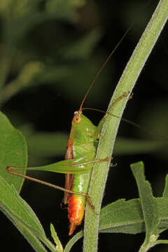 Слика од Conocephalus (Conocephalus) brevipennis (Scudder & S. H. 1862)