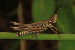 Image of Admirable Grasshopper