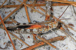 Image of Longhorn Band-wing Grasshopper