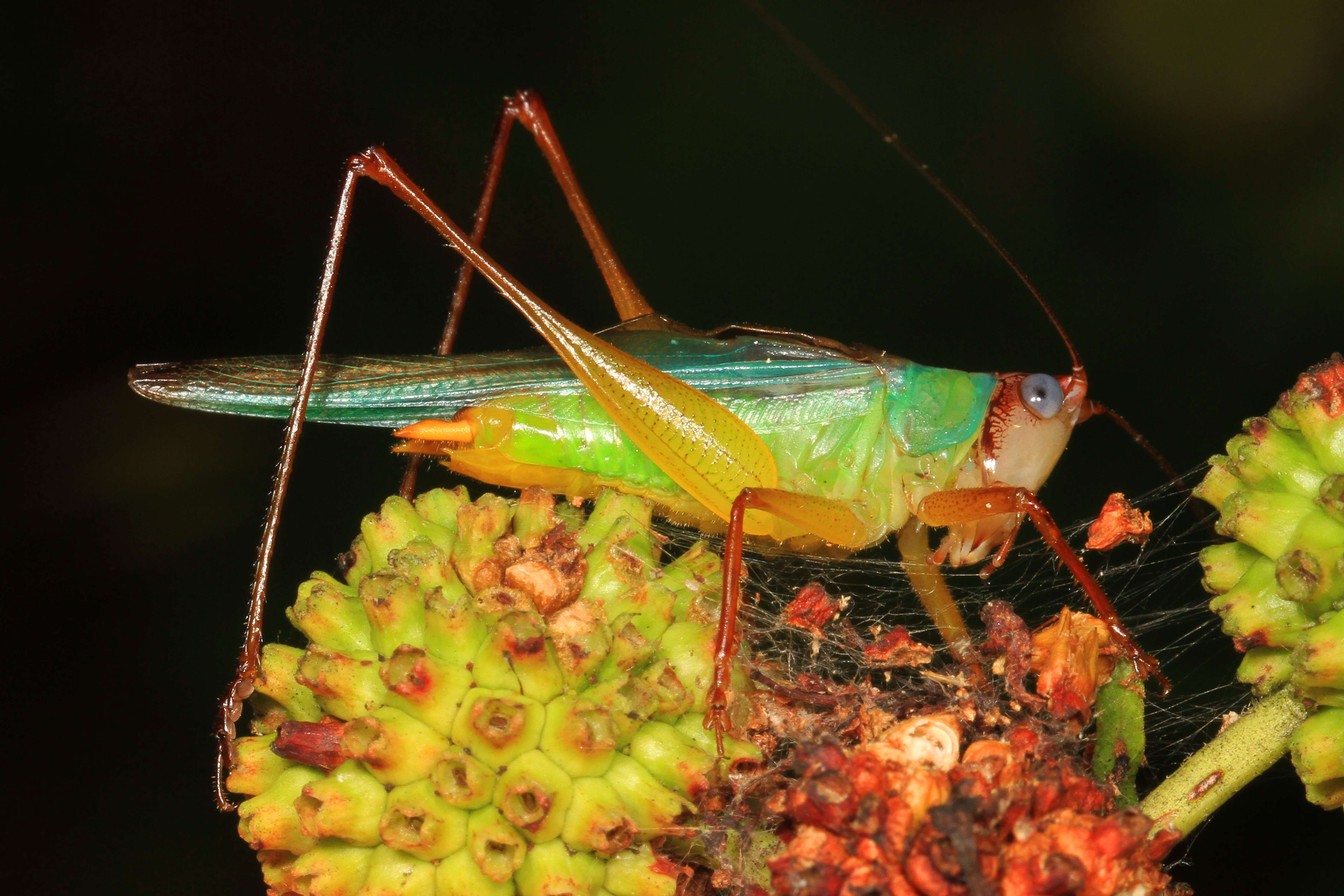 Image of Handsome Meadow Katydid