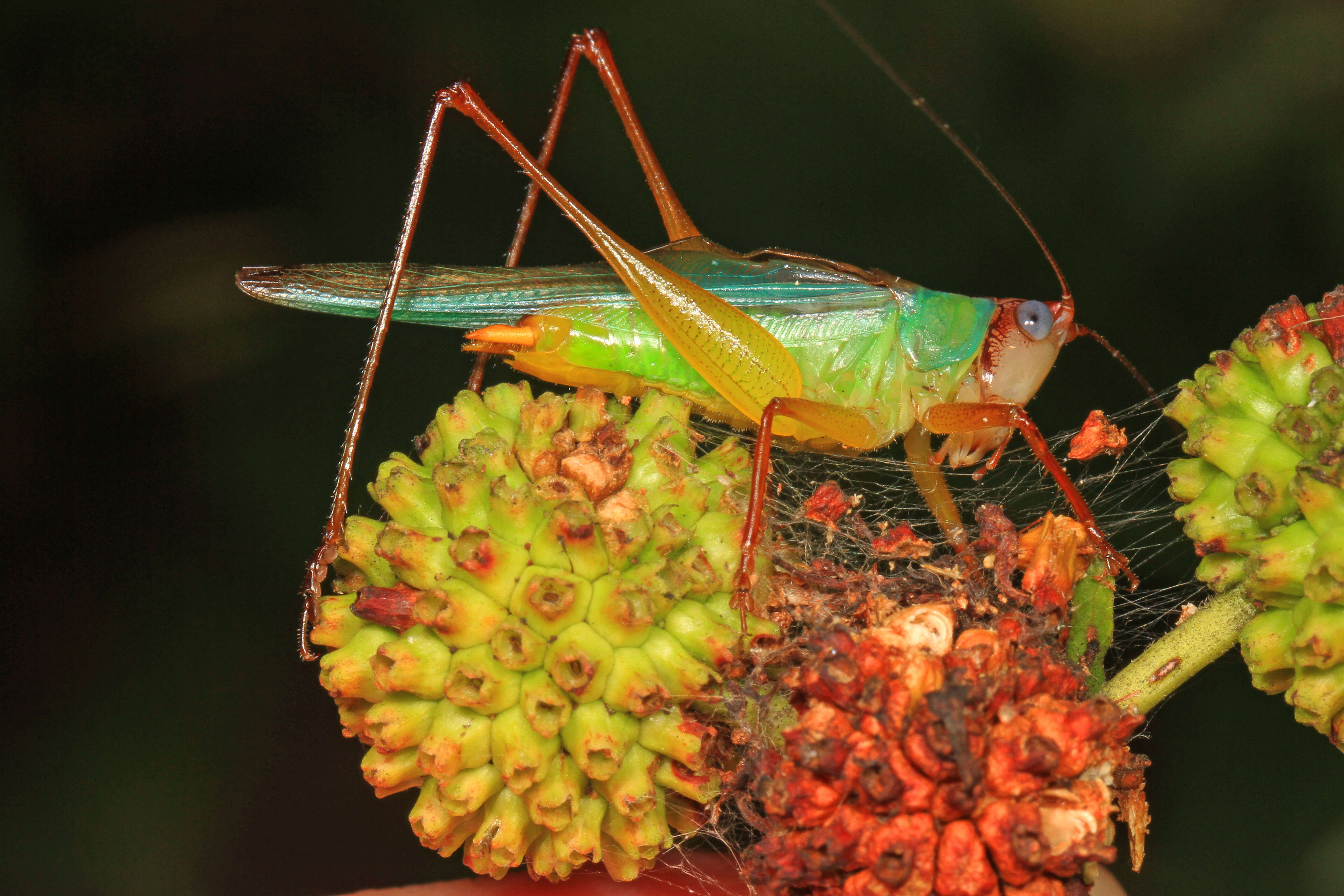 Image of Handsome Meadow Katydid