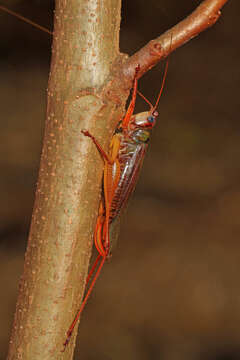 Image of Handsome Meadow Katydid