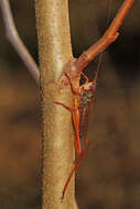 Image of Handsome Meadow Katydid