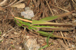 Image of Admirable Grasshopper