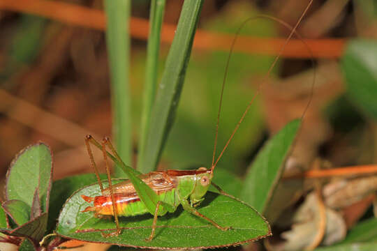 Image of Short-winged Meadow Katydid