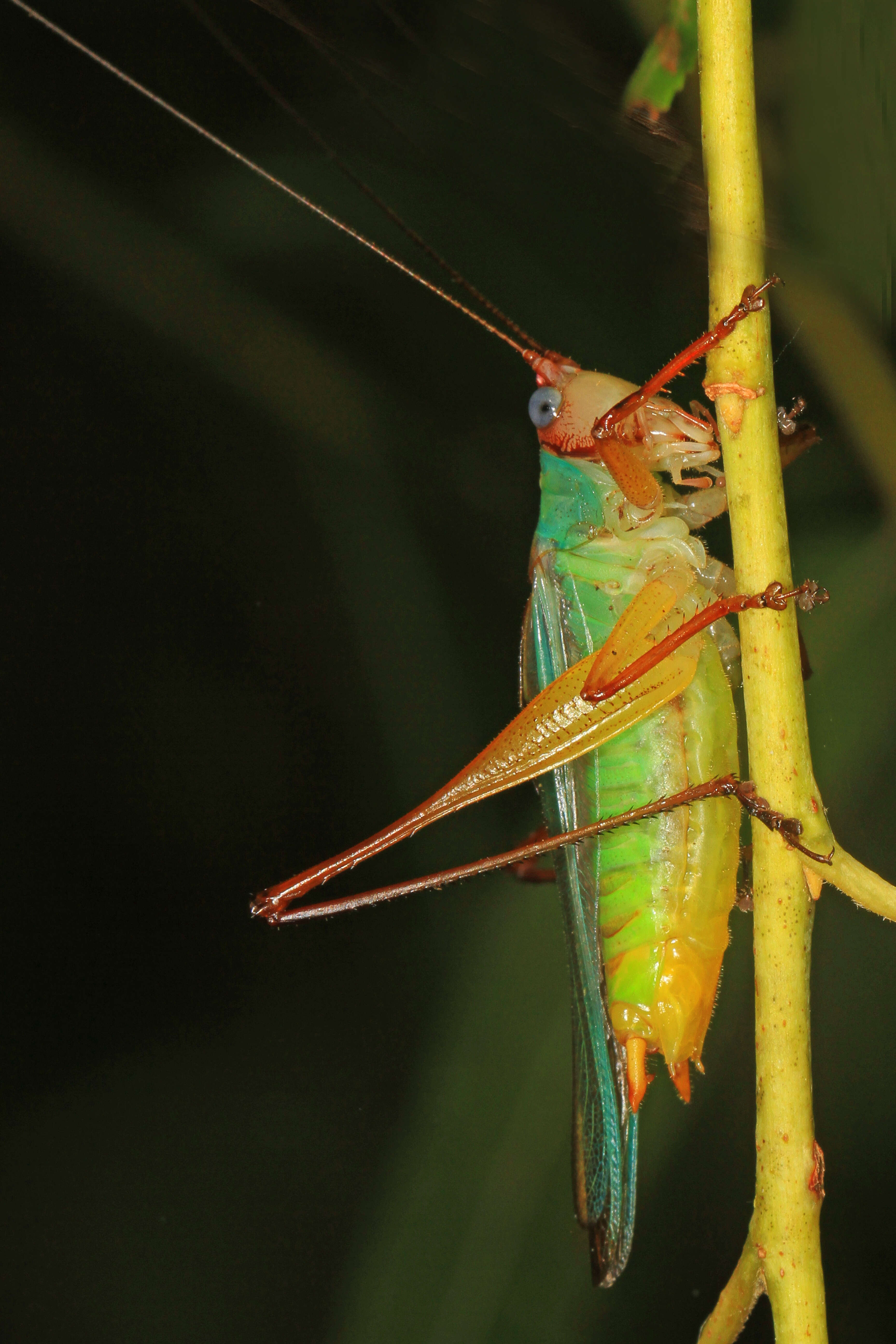 Image of Handsome Meadow Katydid