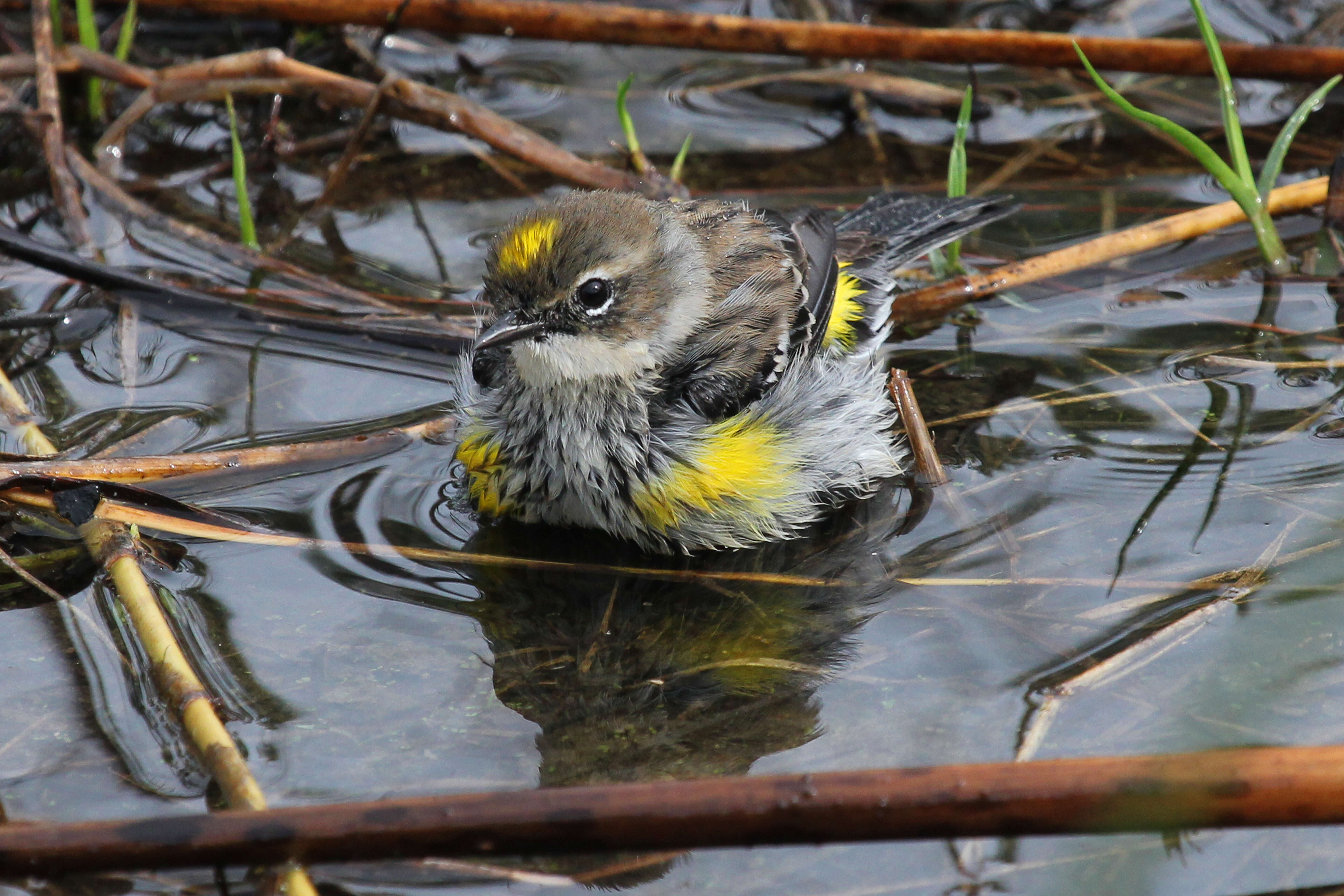 Image de Paruline à croupion jaune