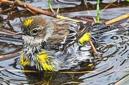 Image of Myrtle Warbler