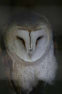 Image of American Barn Owl