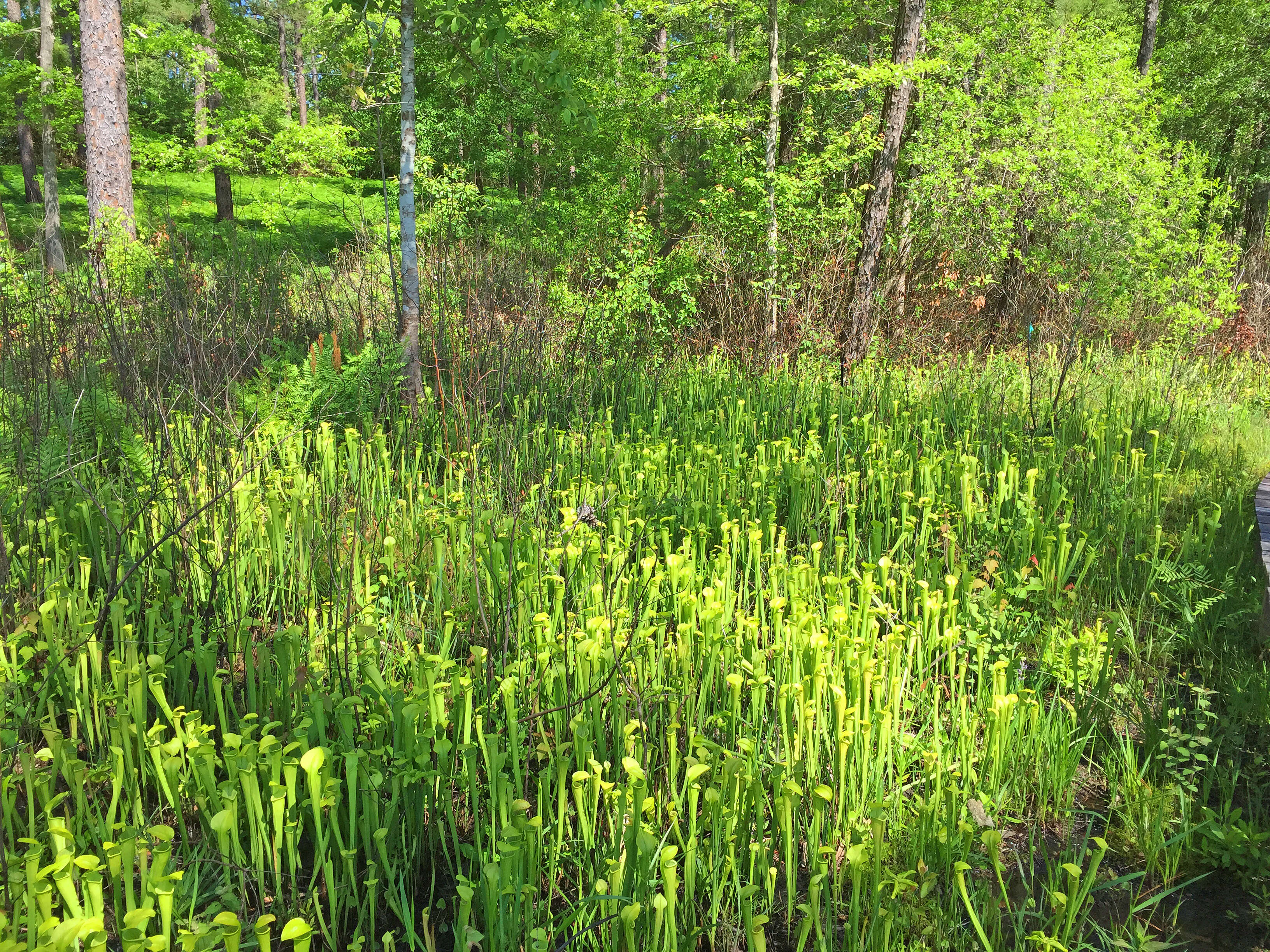 Image of Yellow Trumpets