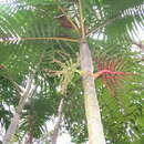 Image of Pinanga andamanensis Becc.