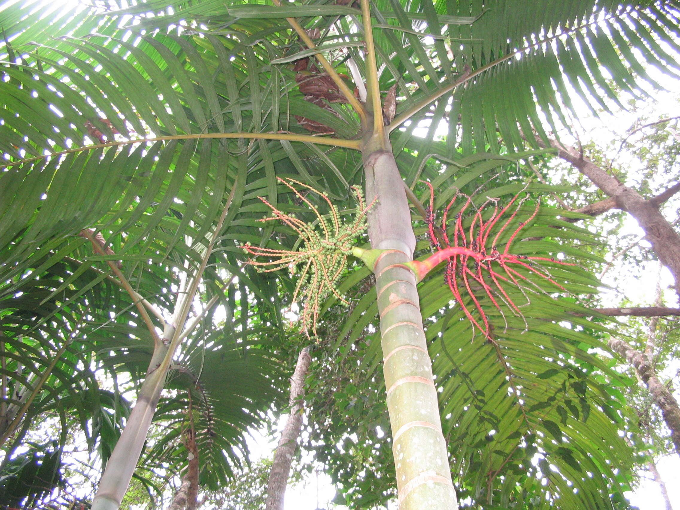 Image of Pinanga andamanensis Becc.