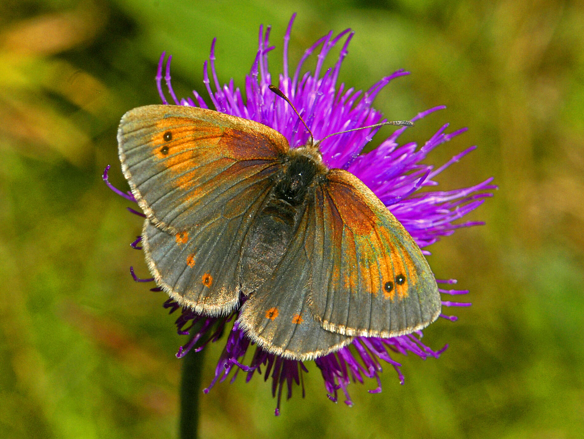 Image of Common Brassy Ringlet