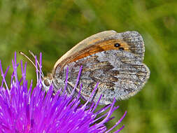 Image of Common Brassy Ringlet