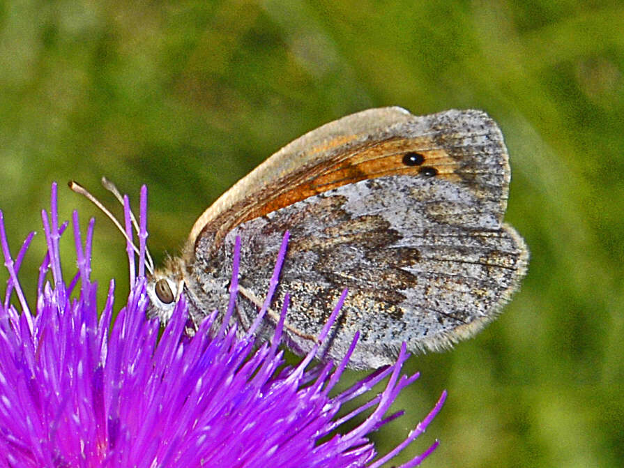 Image of Common Brassy Ringlet