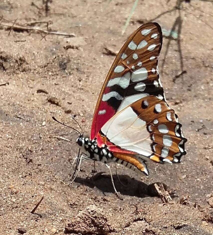 Image de Graphium angolanus (Goeze 1779)