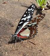 Image de Graphium angolanus (Goeze 1779)