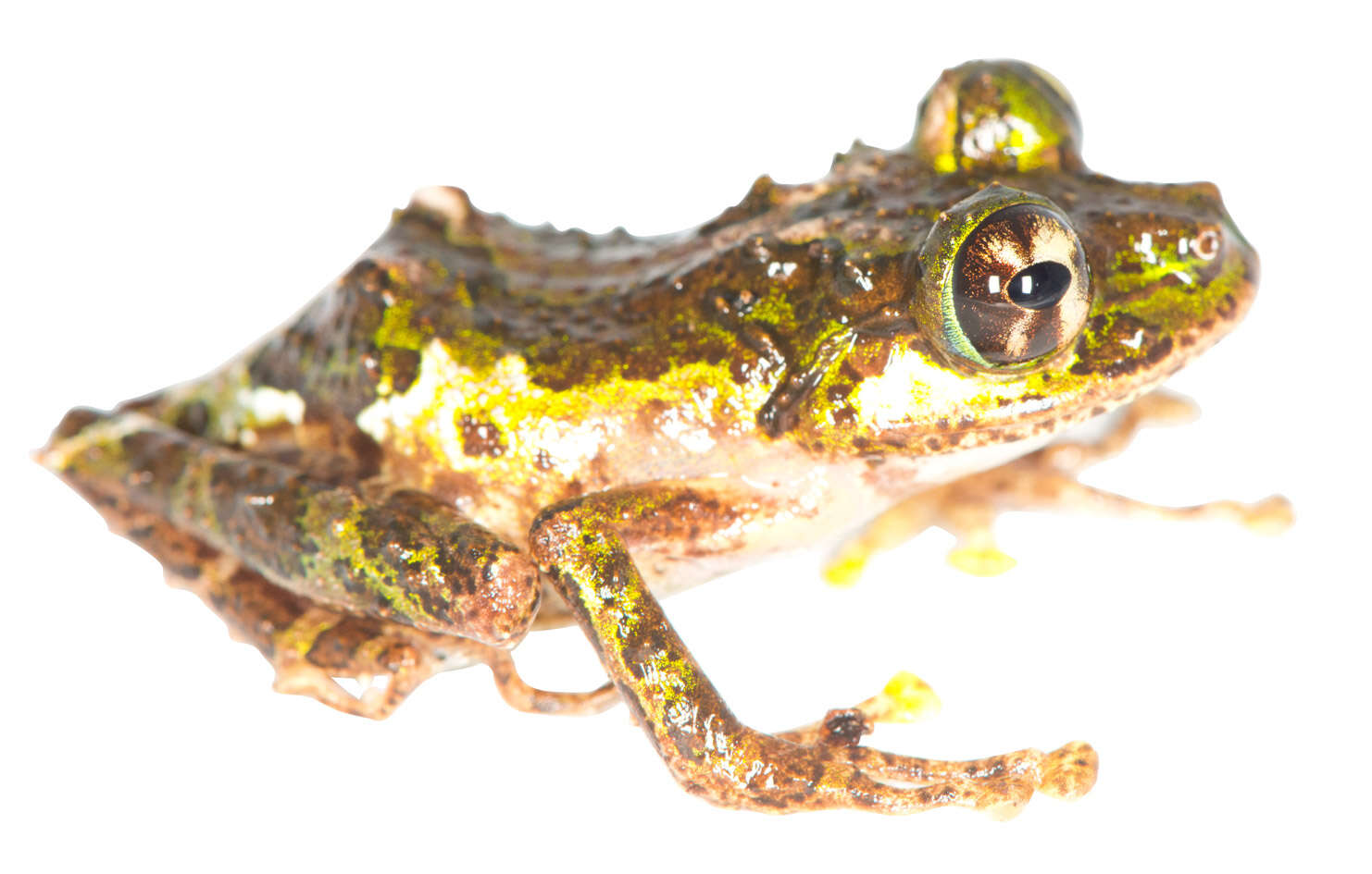 Image of Spinomantis tavaratra Cramer, Rabibisoa & Raxworthy 2008