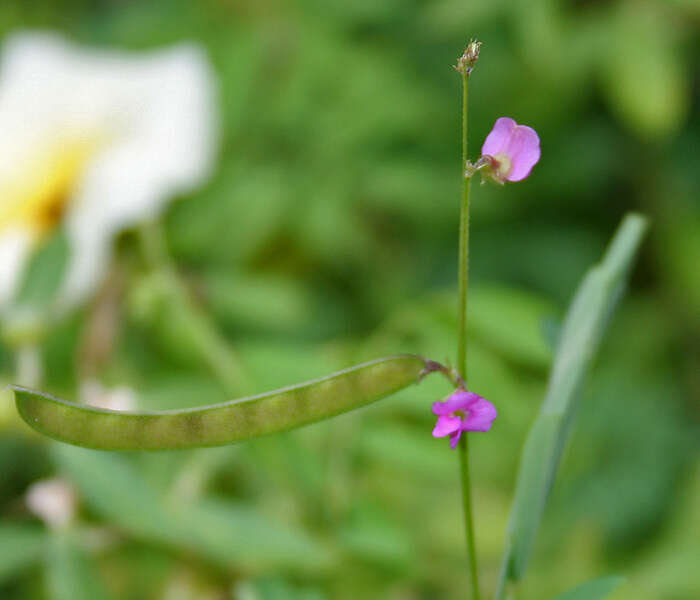 Sivun Tephrosia purpurea (L.) Pers. kuva