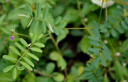 Sivun Tephrosia purpurea (L.) Pers. kuva